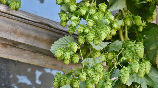 hop-harvest-1596086_web