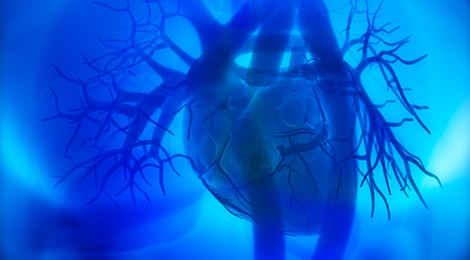 aorta